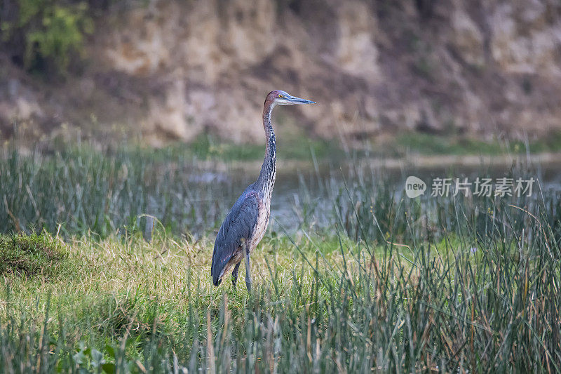 歌利亚鹭(Ardea Goliath)，野生动物拍摄，乌干达